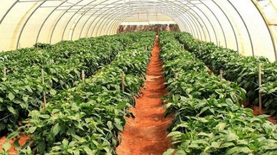 «الزراعة» توفير تقاوى المحاصيل الشتوية قبل الموسم «لأول مرة»