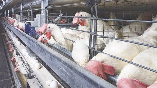 «الزراعة» تحصن 1.8 مليون طائر ضد أنفلونزا الطيور