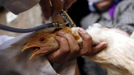 تفشي إنفلونزا الطيور في مزرعة بمقاطعة جنوب اليابان