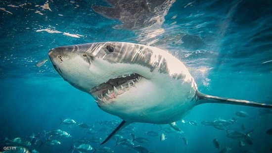 تشتهر مدينة بيرث بانتشار أسماك القرش الأبيض الكبير