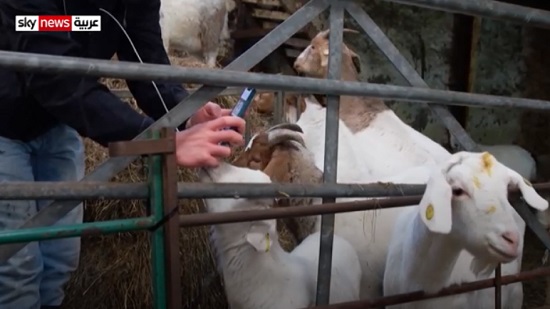 مكالمات فيديو مع الماعز تساهم في إنعاش مزرعة بريطانية