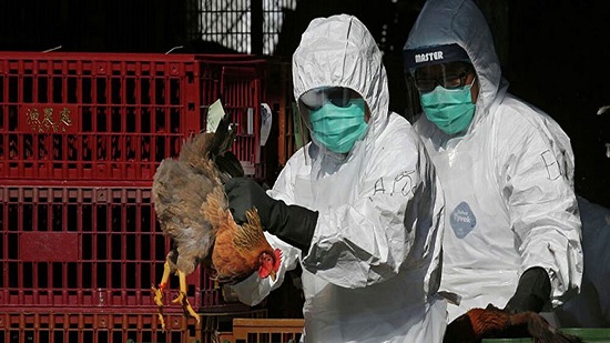 روسيا تعلن عن أول حالات إصابة بشرية بإنفلونزا الطيور H5N8 فى العالم