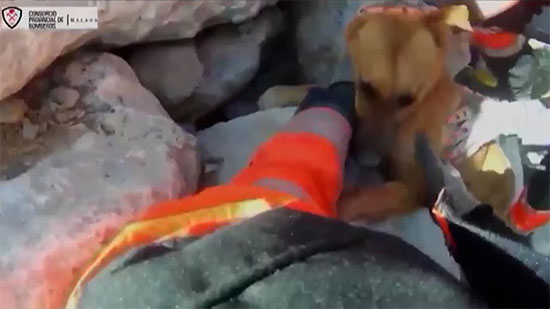 
شاهد.. إنقاذ كلب عالق بين الصخور في جنوب إسبانيا
