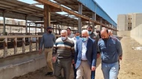 محافظ بورسعيد ... محطات لتسمين الماشية بطاقة 10 آلاف رأس
