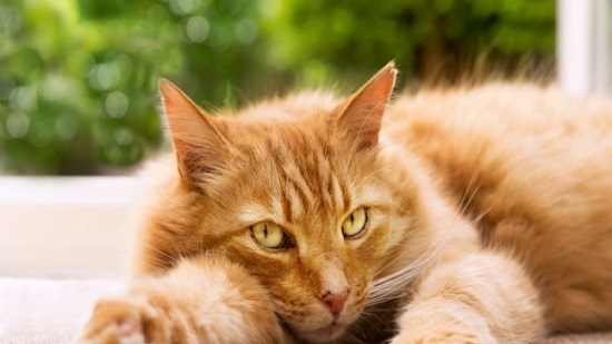 «احترس من القطط».. أصابت 40 مليون شخص في أمريكا بداء التيكسوبلازما