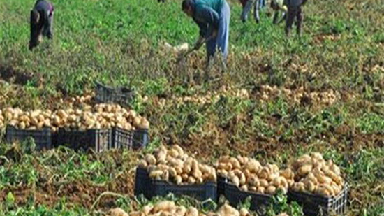 الزراعة: صادرات مصر من البطاطس تتجاوز الـ 380 ألف طن هذا العام وروسيا اكبر مستورد 