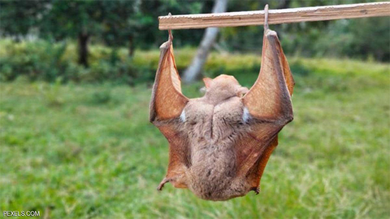الخفافيش لا تزال مصدرا للكثير من الأمراض.