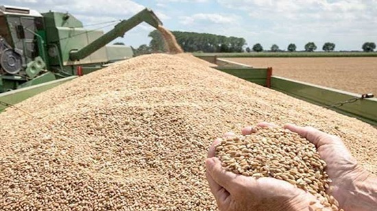 وزير التموين: نسب توريد القمح وصلت الي 1.4 مليون طن عمليات التوريد تتم وسط إجراءات احترازية كبيرة