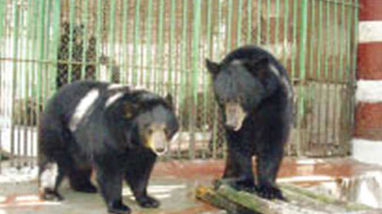 بعد صراع الحب.. وفاة الدب هاني بصورة مفاجئة في حديقة الحيوان