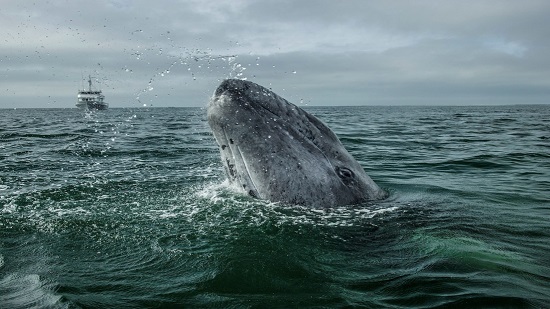 الحيتان تميل إلى العزلة كلما تقدم بها العمر