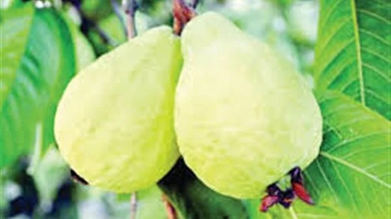 تسبب التسمم.. نقيب الفلاحين يحذر من تناول الجوافة الخضراء
