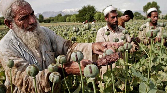طالبان الإرهابية تعد اكبر دولة فى زراعة الأفيون وصناعة المخدرات وهو مصدر تمويلها!