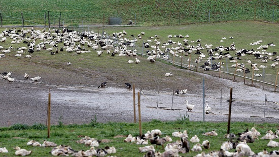  بؤرة لإنفلونزا الطيور في مزرعة بشمال البلاد