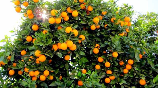 البرتقال أم اليوسفي.. أيهما الأفضل للوقاية من نزلات البرد؟