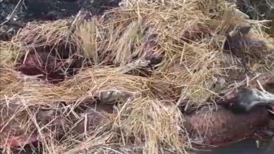  فيديو .. العثور على ١٣ حمار مسلوخ في البحيرة .. وما حقيقة بيع لحوم هذه الحمير 