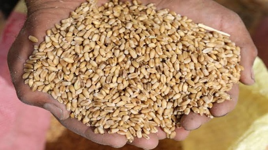  وزير التموين:استقرار منظومة توريد القمح.. و 450 موقعأً لاستلام المحاصيل