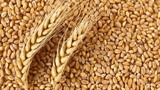  لاستغلالهم محصول القمح في تصنيع الفريك .. محافظ المنيا يحيل 20 شخصاٌ للنيابة العامة 