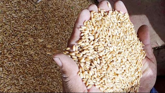 إحالة 20 مزارع للنيابة بتهمة استغلال محصول القمح في الفريك