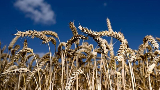 المجاعة تهدد العالم .. حالة استنفار بسبب ارتفاع أسعار القمح 