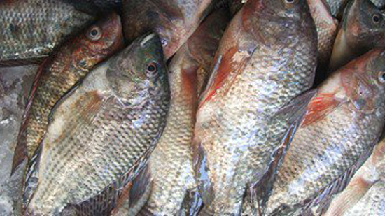 وزير الزراعة: مصر الثالثة عالميا فى إنتاج السمك البلطى والجمهور الكيلو ب 50 جنية يا وزير