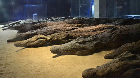 متحف التمساح بأسوان يحتفل بالذكرى 12 على إفتتاحه
