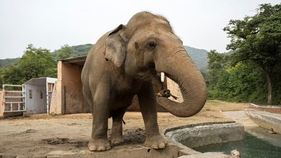 «كافان».. قصة الفيل الأكثر وحدة في العالم