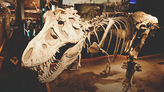  اكتشاف نادر الديناصور بمتحف ابريل الملكى في كندا