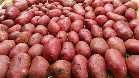 البطاطس الحمراء تنتشر بكثرة في الأسواق ولكنها ليست للأكل