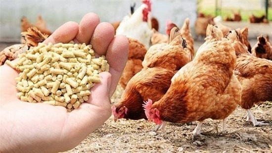 وزارة الزراعة تعلن عن موعد انخفاض أسعار الدواجن
