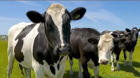 رئيس الخدمات البيطرية يفجر مفاجأة بشأن نتيجة تحليل جنون البقر بالبرازيل