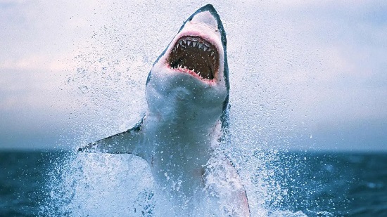 البيئة: فحص سمكة القرش المتسببة في وفاة سائح روسي