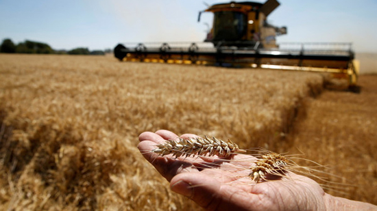 التموين تنفي تعثرها في سداد مدفوعات وارداتها من القمح