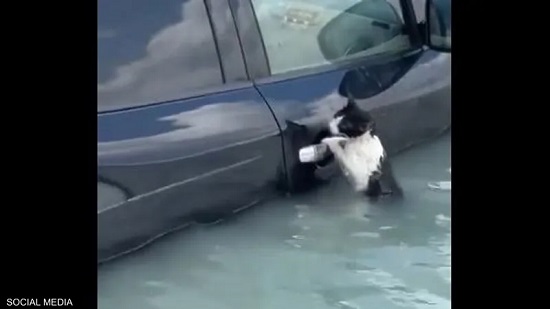 منخفض الهدير.. فيديو يرصد إنقاذ قطة في دبي يثير إعجابا واسعا